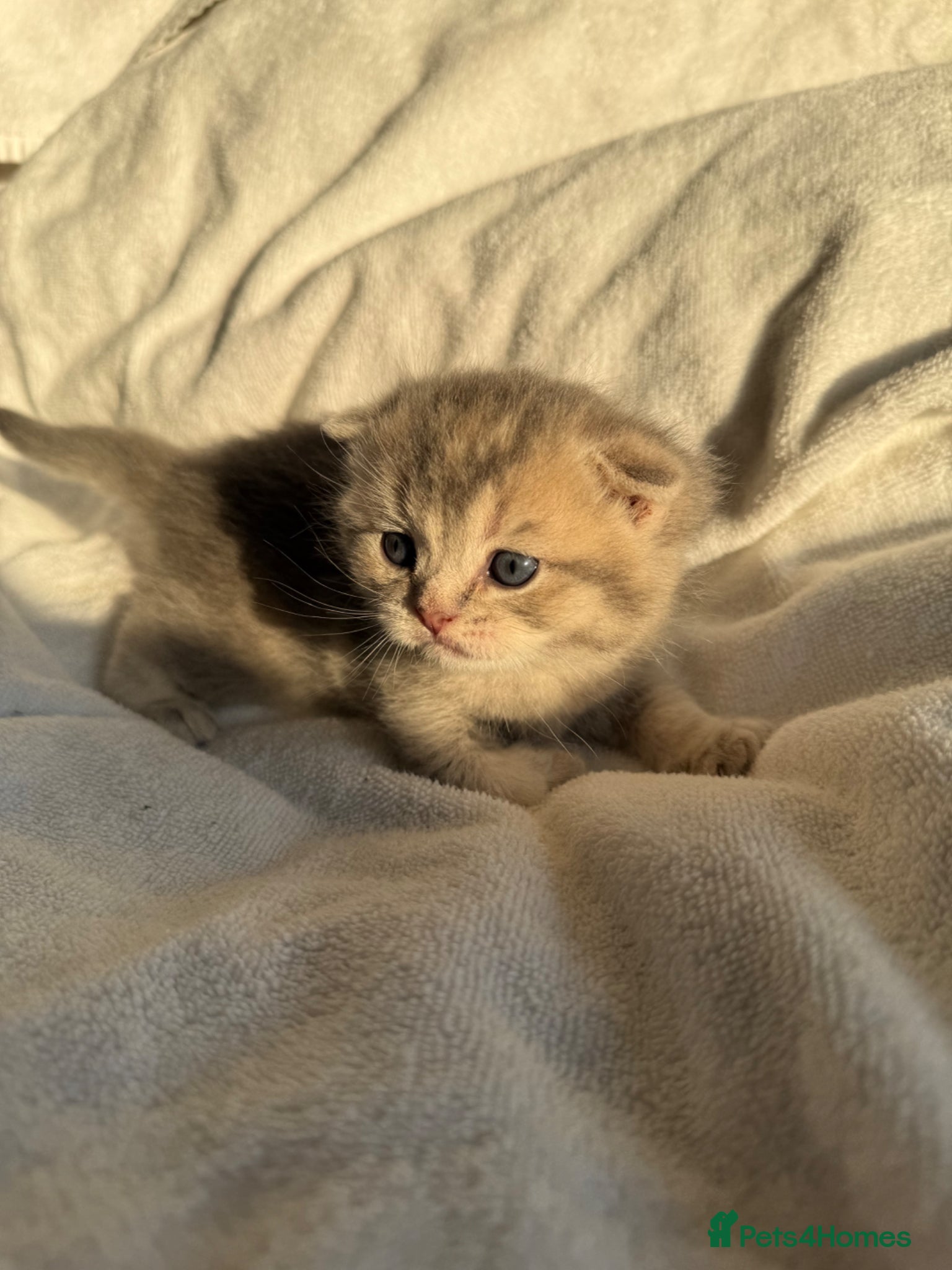 Scottish Fold cats Stunning Scottish fold/Scottish straight kittens🥰 - Advert 2