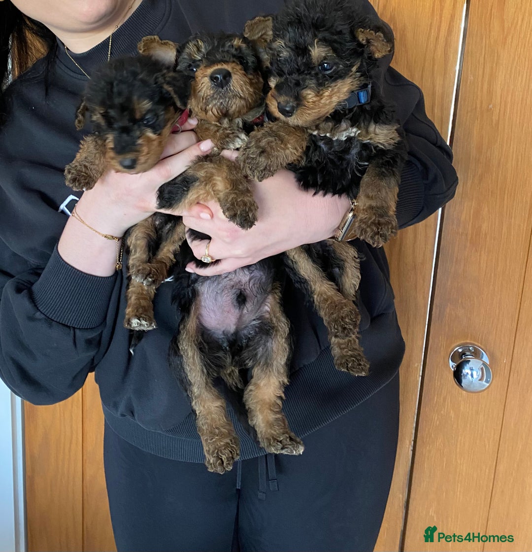 Airedale Terrier dogs for sale: Pure breed Airedale Terriers for sale - Advert 11