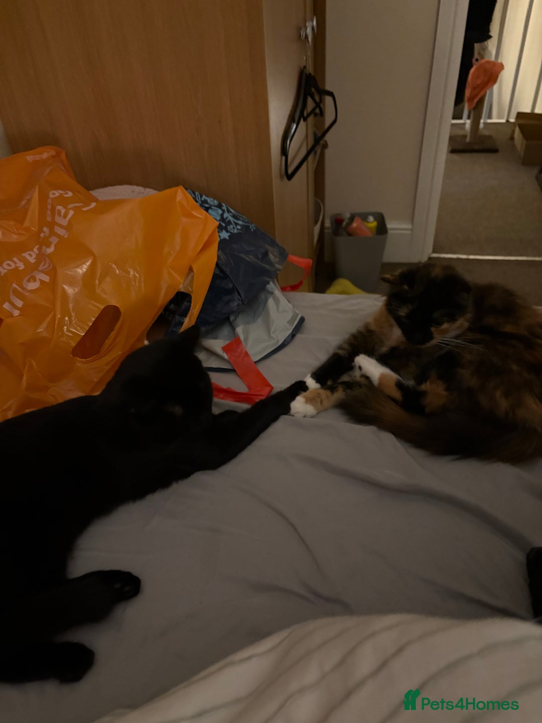 Domestic Shorthair cats for sale: 2 female bonded siblings - Image 9