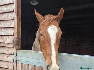 Irish Thoroughbred horses 15.3 Chestnut Mare 5yrs - Advert 12