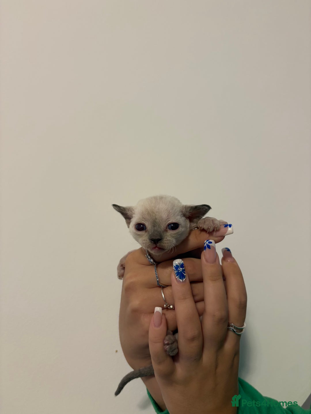 Devon Rex cats for sale: ❤️Devon rex kittens available 😻 - Image 14