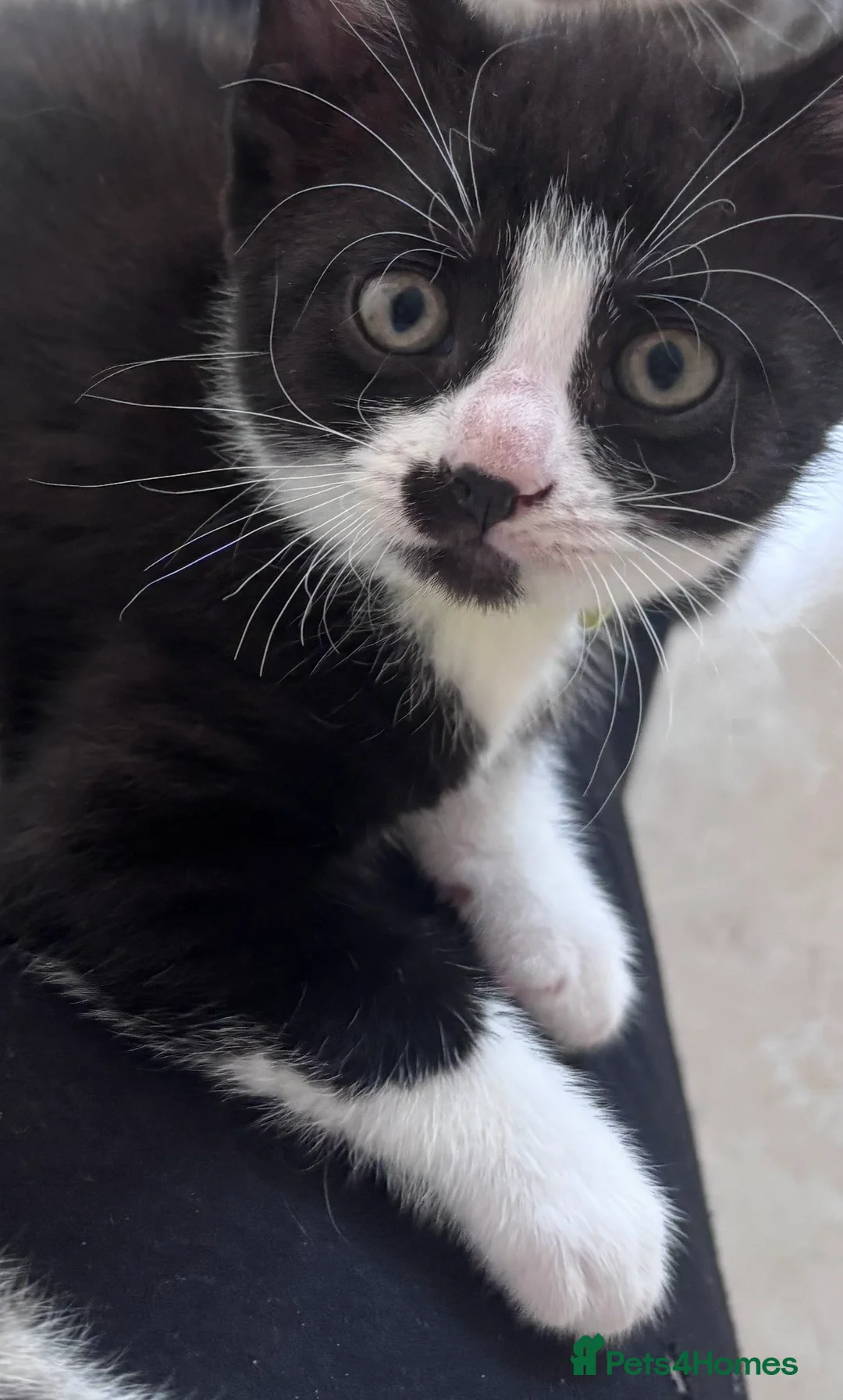 Mixed Breed cats for sale: Gorgeous boy kitten - Advert 5