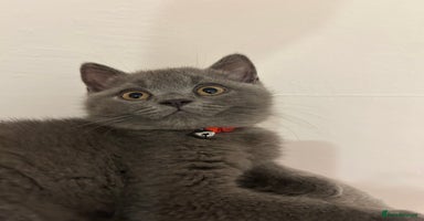 British Shorthair cats - Advert 16