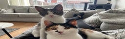 Mixed Breed cats for sale: *ADOPTION* 2 beautiful sisters  - Advert 4