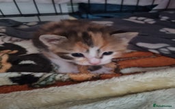 Mixed Breed cats for sale: Dog friendly kittens - Image 3
