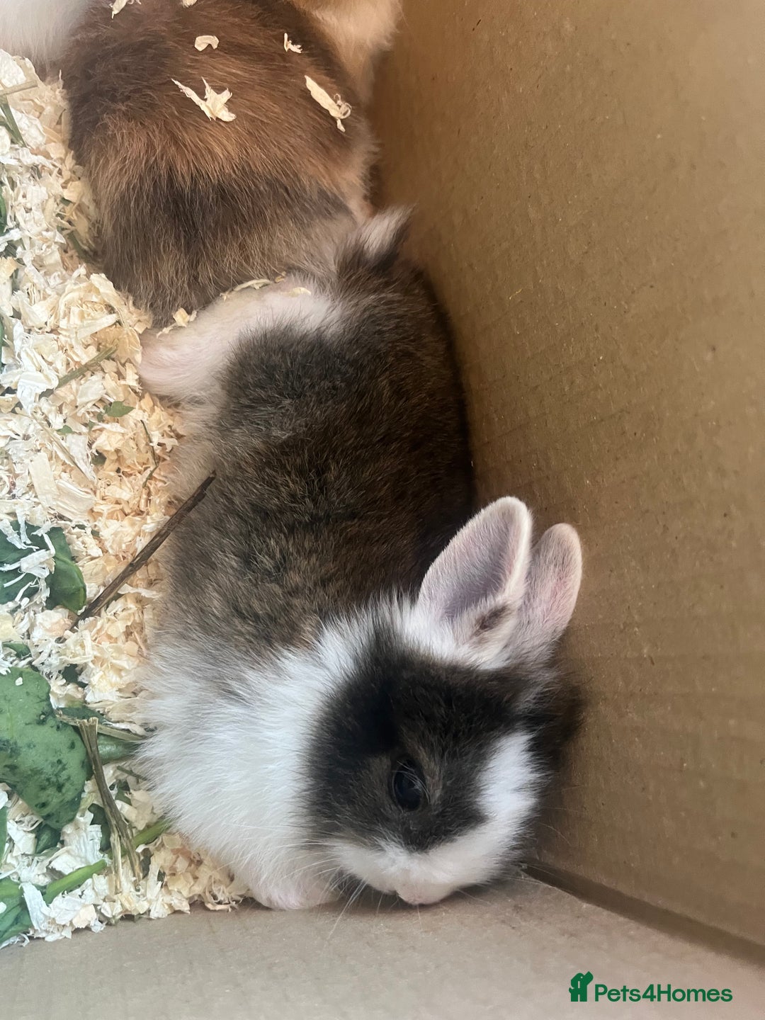 Mini Lion Lop rabbits for sale: Baby bunnies mini lion lops ready now  - Image 12
