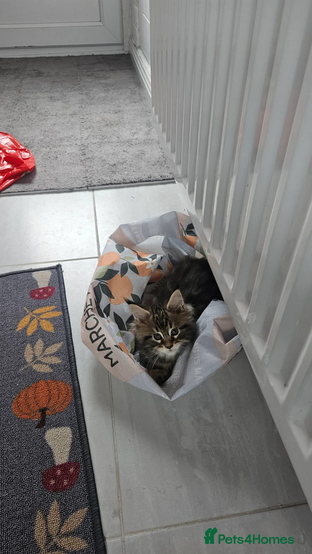Maine Coon cats for sale: Adorable Main coon kittens - Advert 20