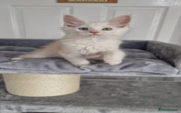 Maine Coon cats for sale: ** Last 2** Shaded line GCCF Registered Mainecoons - Image 7