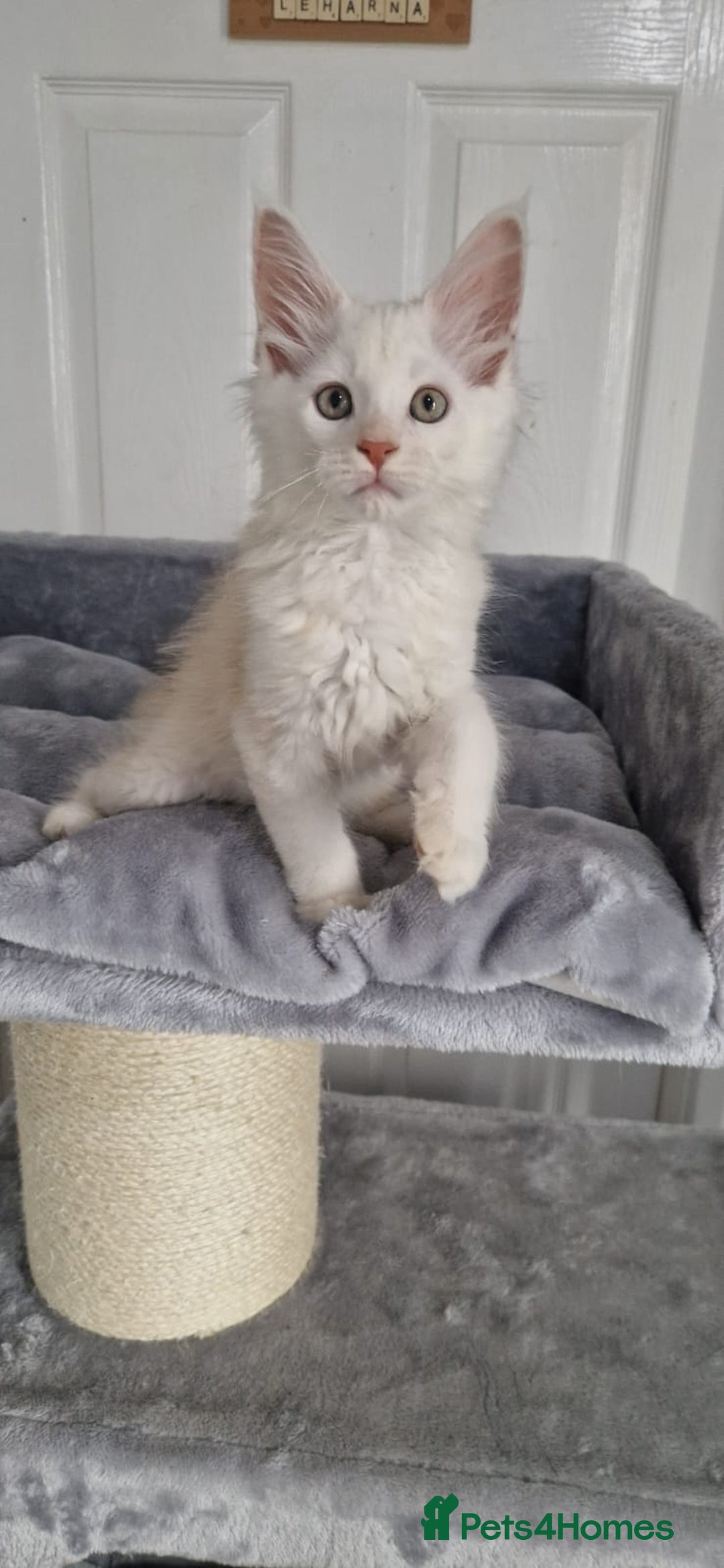 Maine Coon cats for sale: ** Last 2** Shaded line GCCF Registered Mainecoons - Image 7