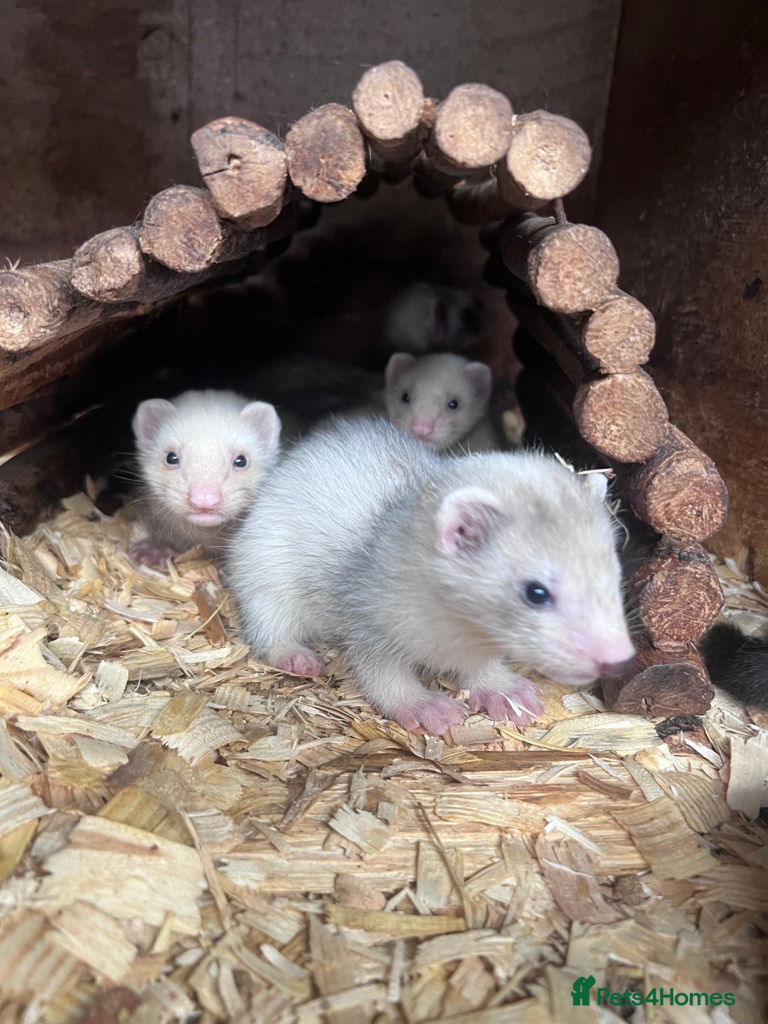 Ferret rodents for sale: Male ferrets born may 25 - Image 22