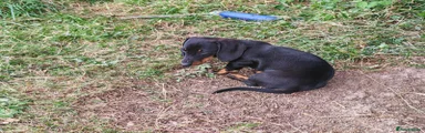 Miniature Dachshund 3