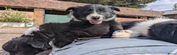 Border Collie dogs for sale: Border Collie Puppies for sale - Advert 15