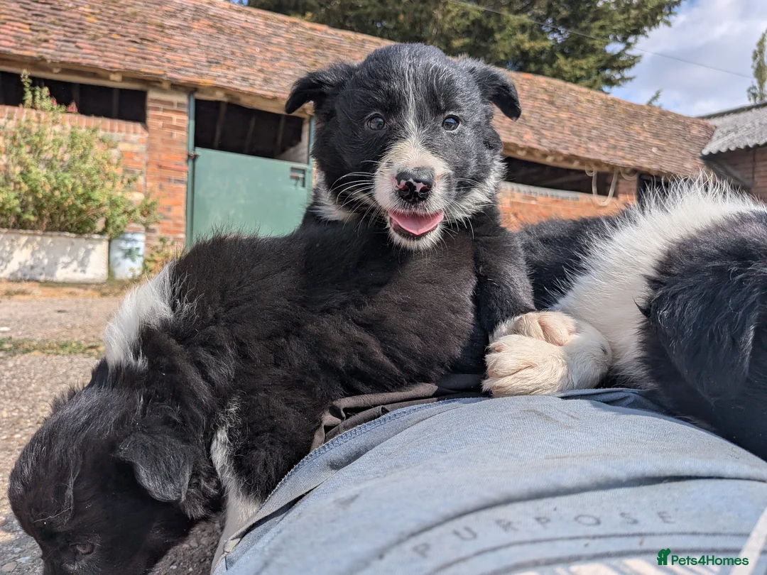 Border Collie dogs for sale: Border Collie Puppies for sale - Advert 15