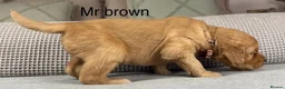 Goldendoodle dogs for sale: HEREDITARY HEALTH TESTED MUM. DNA TESTED DAD - Advert 31