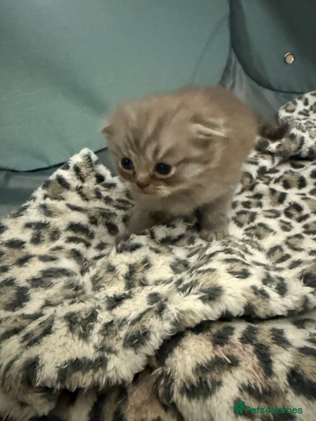 Scottish Fold cats for sale: Stunning Rainbow litter ready for  **   - Advert 24