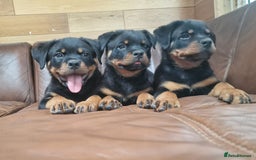Rottweiler dogs for sale: Puppies available to good home  - Image 8