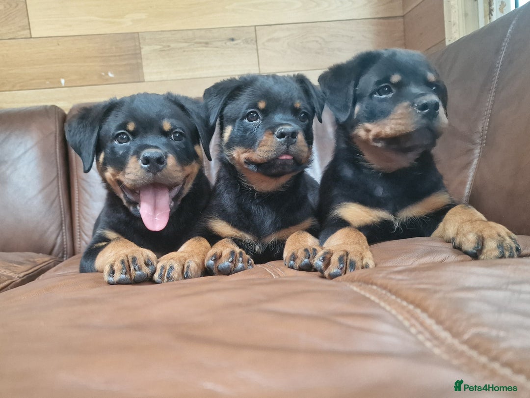 Rottweiler dogs for sale: Puppies available to good home  - Image 8