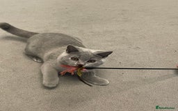 British Shorthair cats for sale:  BRITISH SHORTHAIR BOYS AVAILABLE  - Image 6