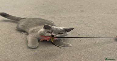 British Shorthair cats - Advert 12