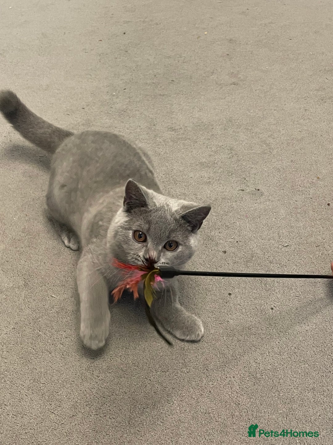 British Shorthair cats for sale:  BRITISH SHORTHAIR BOYS AVAILABLE  - Image 6