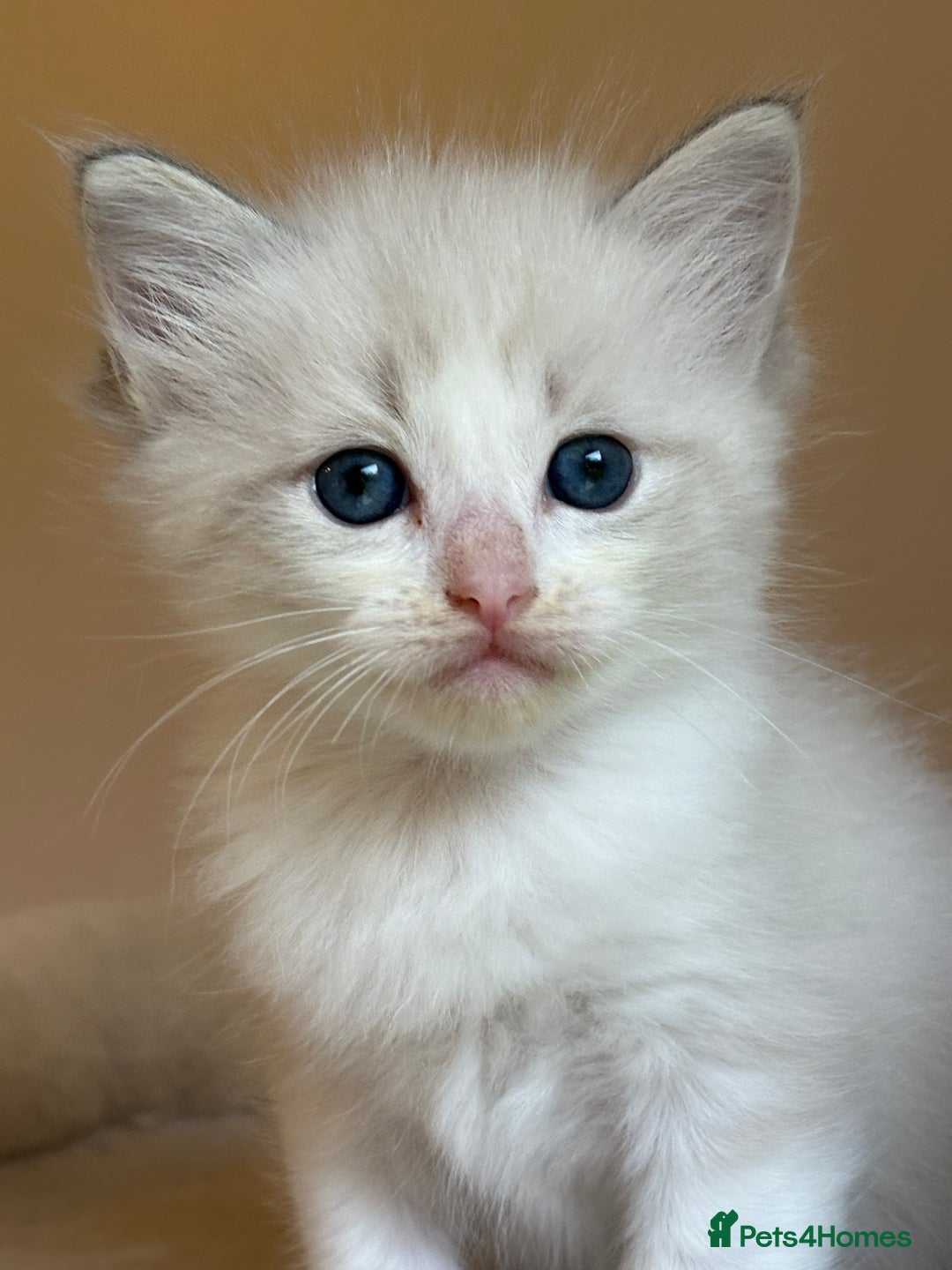 Ragdoll cats for sale: 5 beautiful GCCF Ragdoll kittens - Image 2
