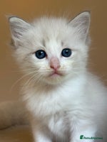 Ragdoll cats - Advert 10