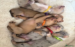 Miniature Dachshund dogs for sale: 💕🐕Beautiful Miniature Dachshund puppies - Image 2