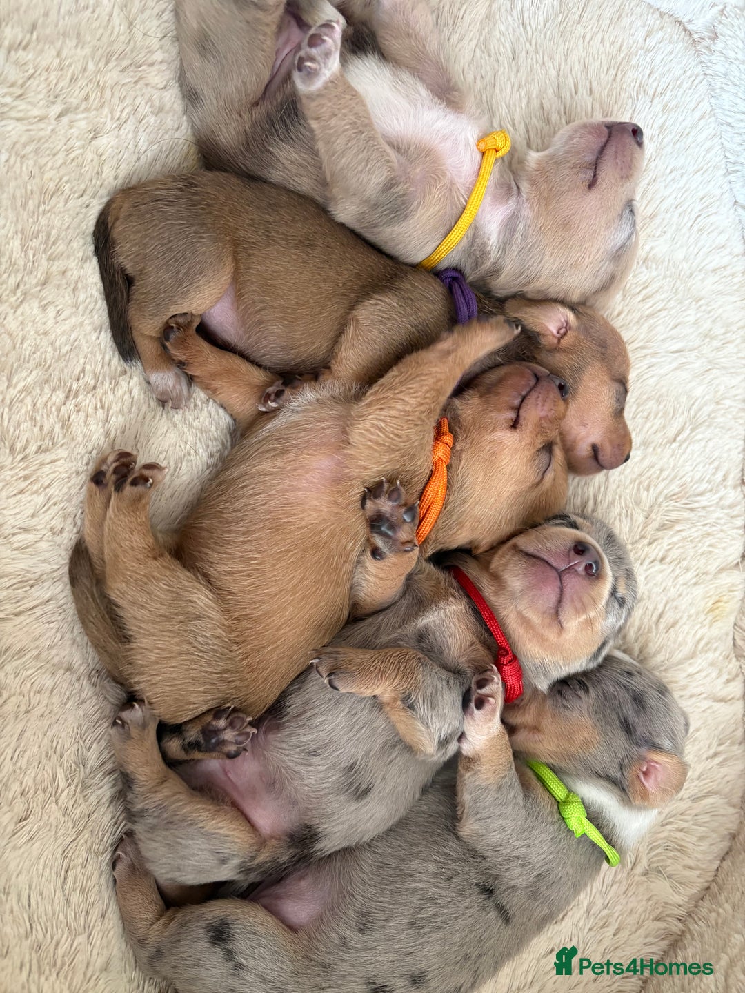 Miniature Dachshund dogs for sale: 💕🐕Beautiful Miniature Dachshund puppies - Image 2