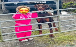 Dobermann dogs for sale: FULLY HEALTH & HEART TESTED KC  in Whitland - Image 6