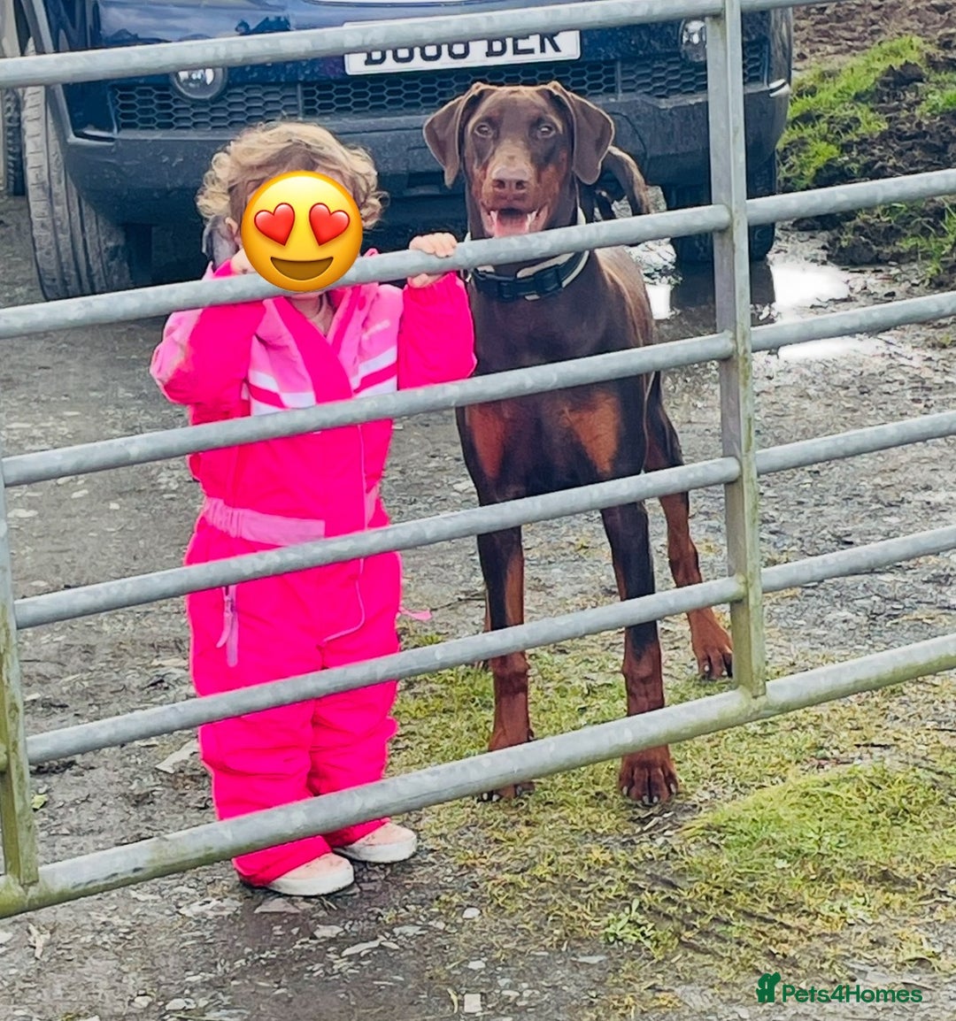 Dobermann dogs for sale: FULLY HEALTH & HEART TESTED KC  in Whitland - Image 6