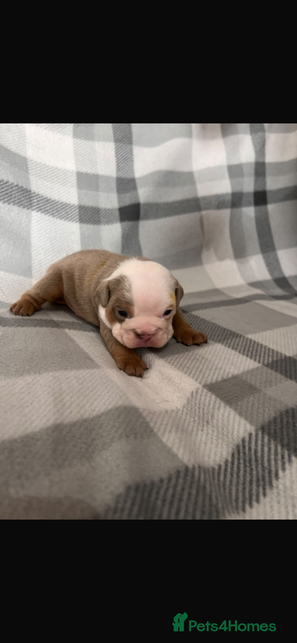 English Bulldog dogs 6 BEAUTIFUL ENGLISH BULLDOG PUPPYS BIBLE JOHN LINE - Advert 2