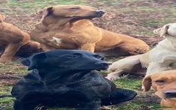 Labrador Retriever dogs for sale: Yellow and black lab pups  - Image 4