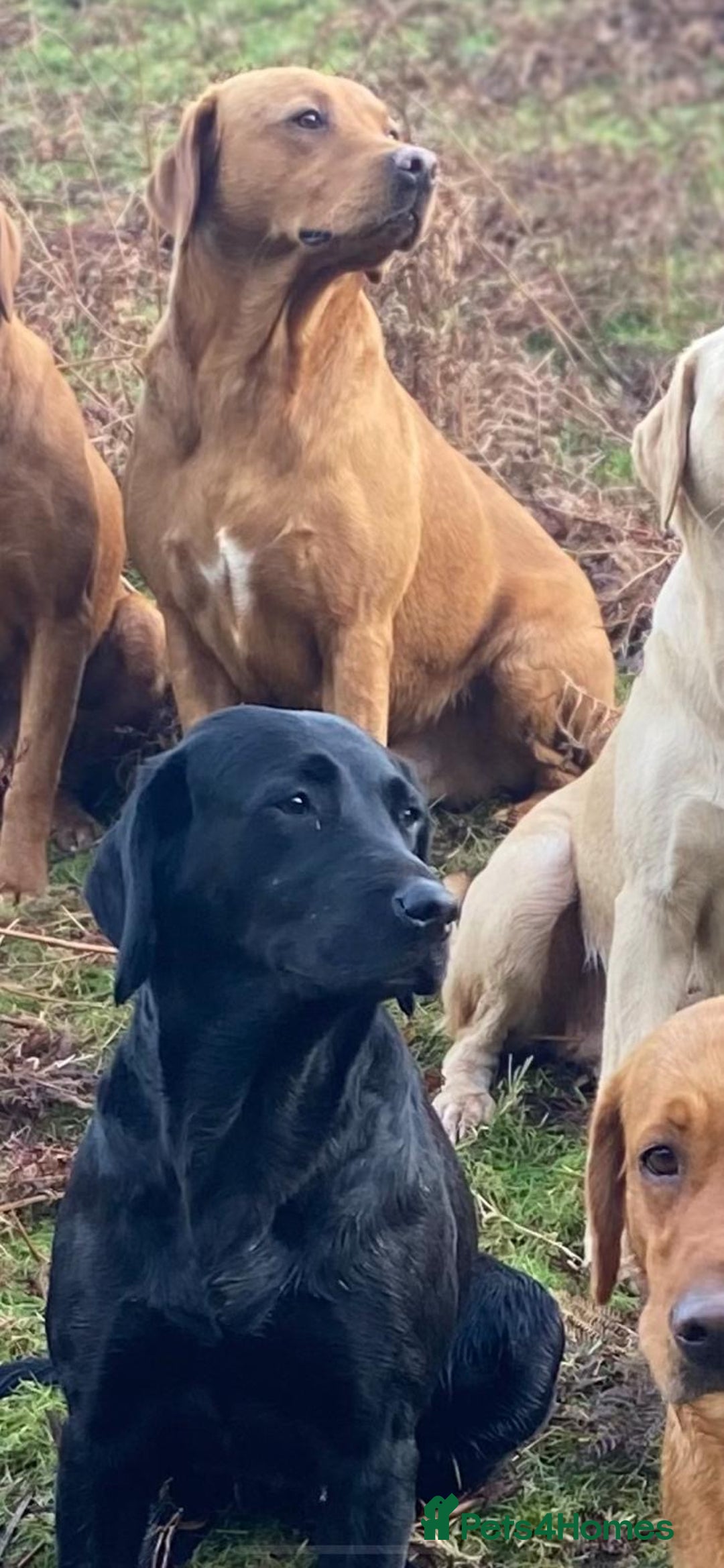 Labrador Retriever dogs for sale: Yellow and black lab pups  - Image 4