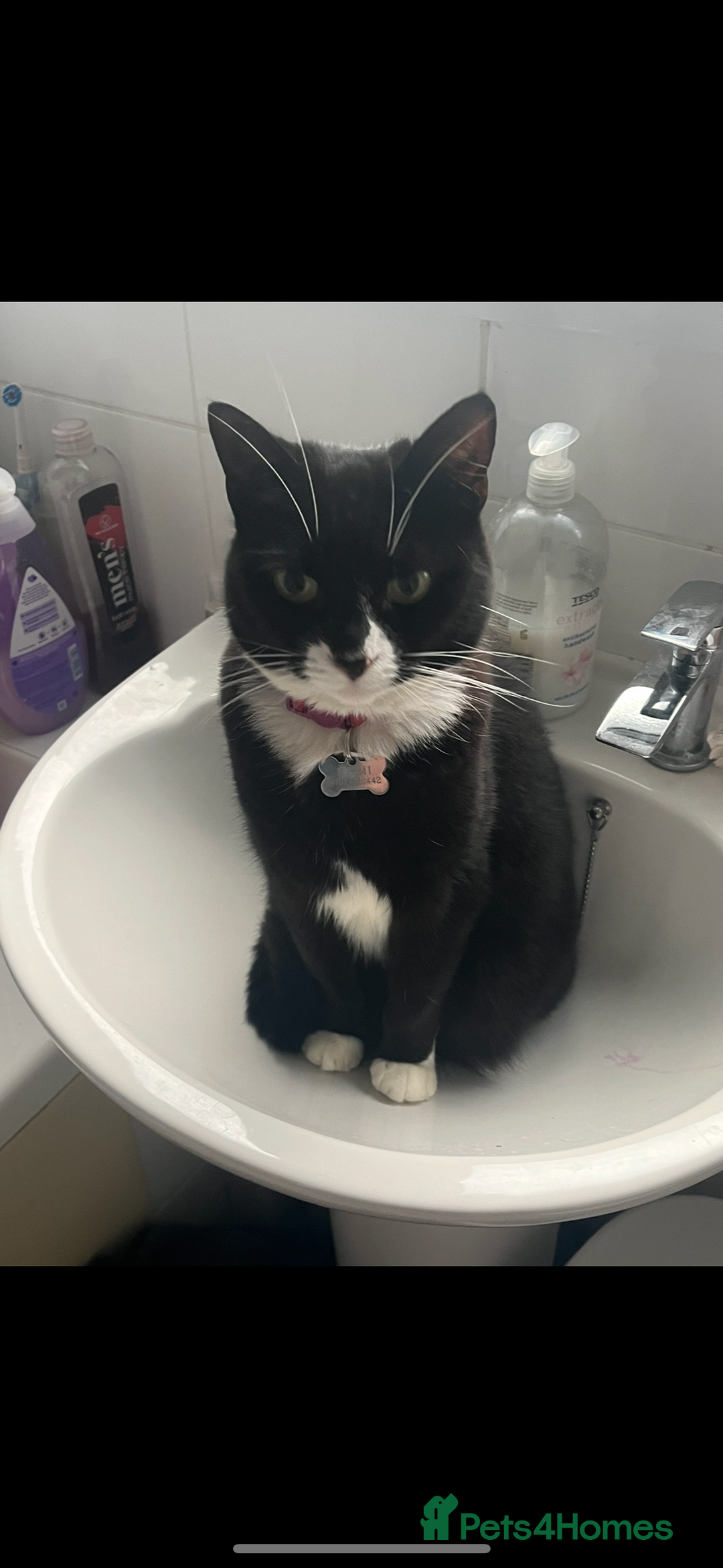 Domestic Shorthair cats for sale: Lovely Girl Mimi - Advert 1