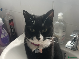 Domestic Shorthair cats Lovely Girl Mimi - Advert 2