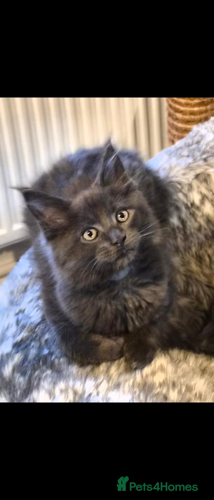Maine Coon cats Maine coon pedigree kittens  - Advert 1