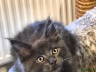Maine Coon cats Maine coon pedigree kittens - Advert 1
