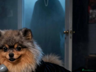 Pomeranian dogs Khabib the Pom full Russian lines - Advert 6