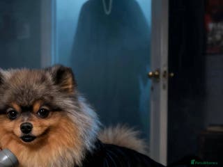 Pomeranian dogs Khabib the Pom full Russian lines - Advert 15