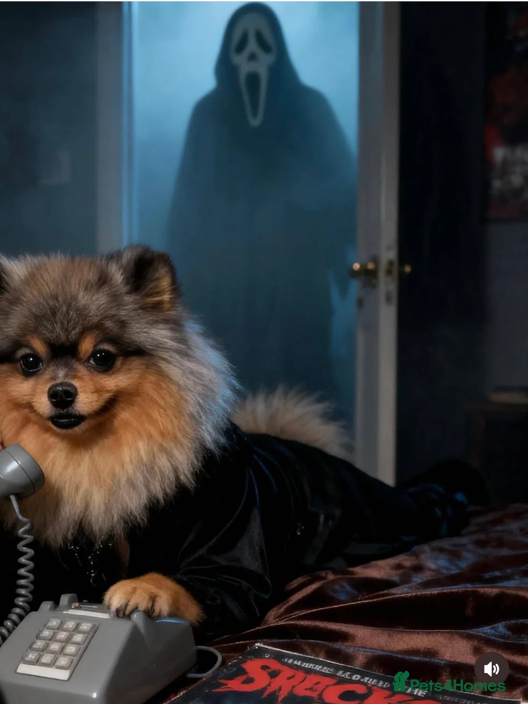 Pomeranian dogs for stud: Khabib the Pom full Russian lines  - Advert 1