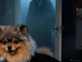 Pomeranian dogs Khabib the Pom full Russian lines - Advert 14