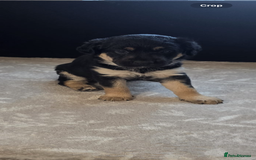 Goldador dogs for sale: Goldador x Labrottie Miniature Puppies for Sale - Advert 39