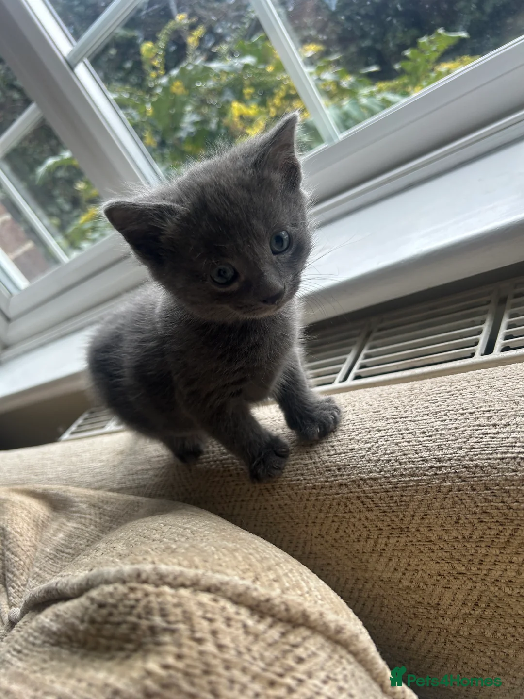 Mixed Breed cats for sale: Beautiful grey boy - Advert 2