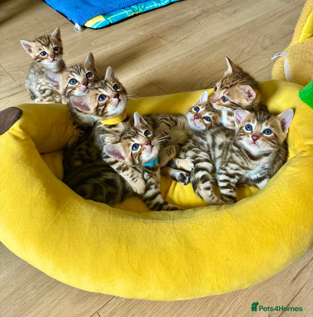 Bengal cats for sale: Beautiful Bengal Kittens  - Image 4