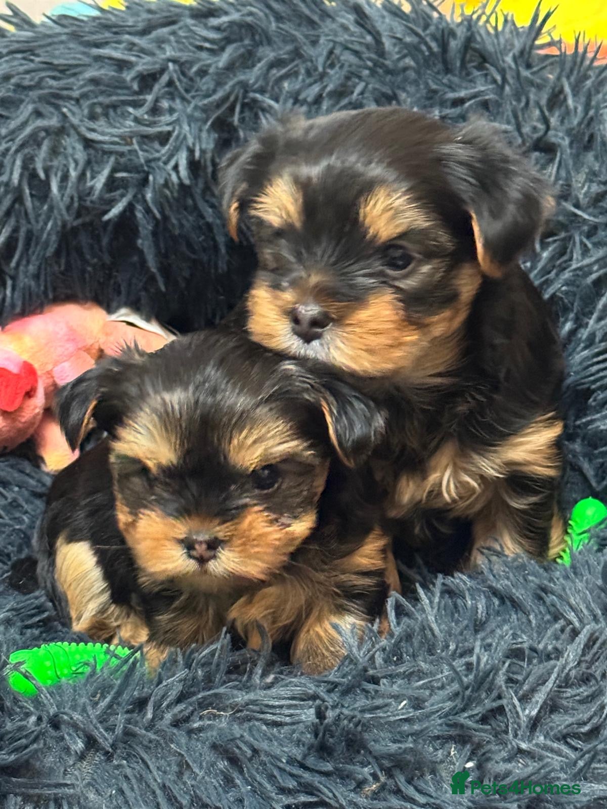 Yorkshire Terrier dogs Miniature Yorkshire terrier  - Advert 14