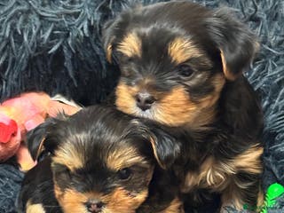 Yorkshire Terrier dogs Miniature Yorkshire terrier - Advert 2