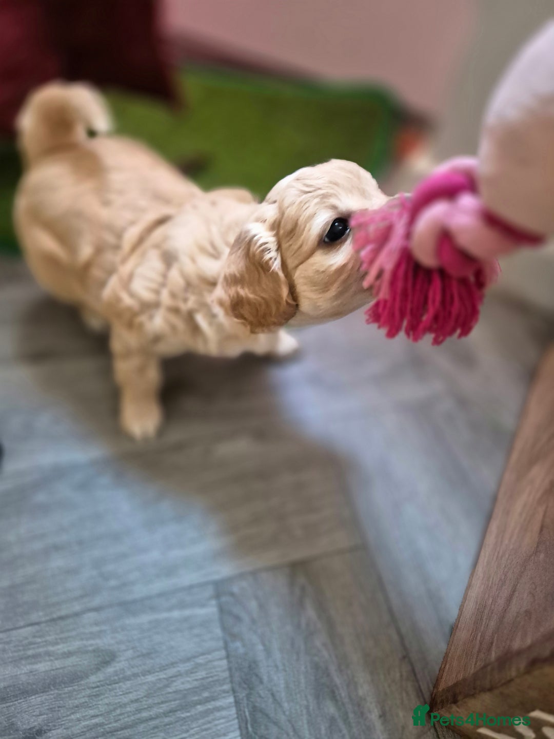 Mixed Breed dogs for sale: F1 Cockapoo and Maltipoo hybrid - Image 12