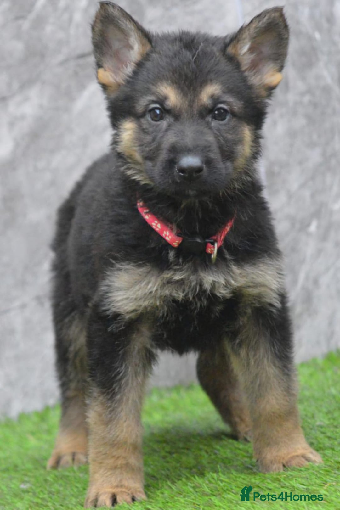 German Shepherd dogs for sale: KC Registered Working Line German Shepherd Puppies - Advert 13