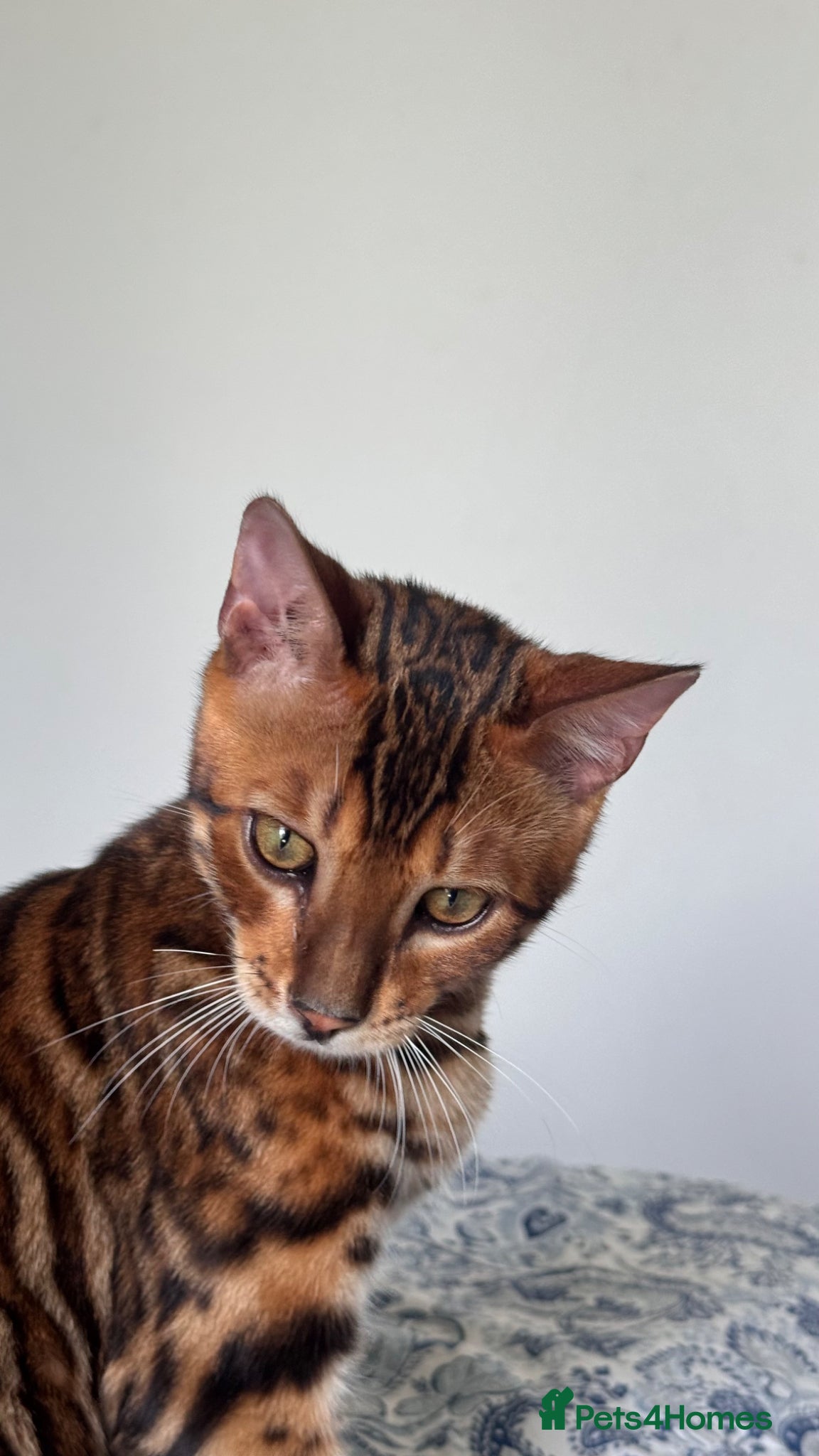 Bengal cats for sale: TICA Bengal cats adorable educated with kid NO UK  in London - Advert 35