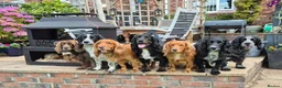 Cocker Spaniel dogs for sale: Two beautiful male pups available  - Advert 19